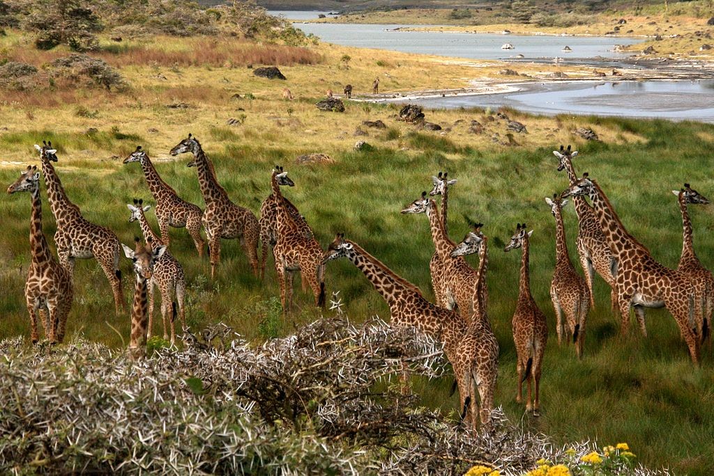 The giraffe is the national animal. "Giraffes Arusha Tanzania" by Geir Kiste - Own work. Licensed under CC BY-SA 3.0 via Wikimedia Commons 